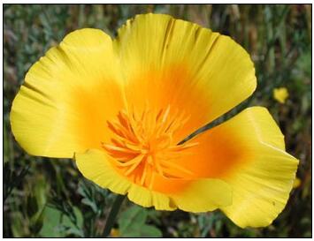 The California poppy is the symbol of the state of California
