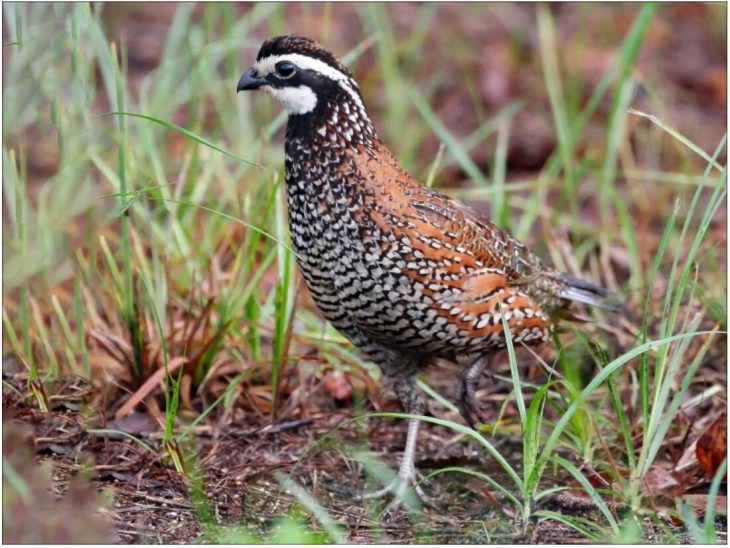 Virginia partridge - one of the symbols of the state of Tennessee